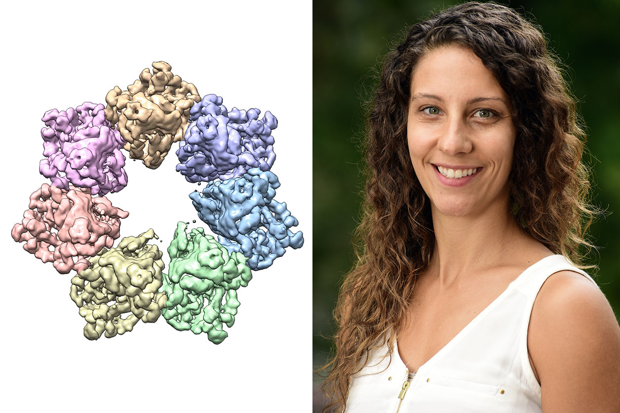 Twinkle protein structure and Amanda Riccio